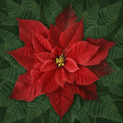 poinsettia red