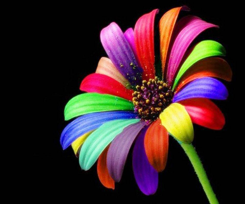 Rainbow flower