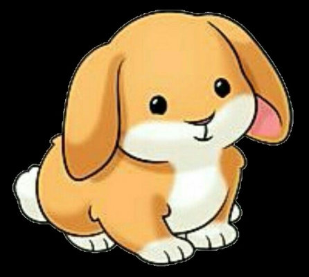 cute bunny