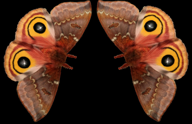 moth