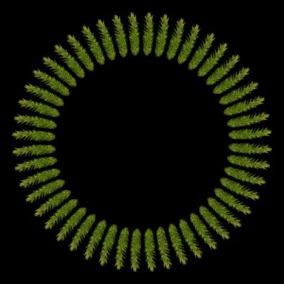 vetvicky round preview