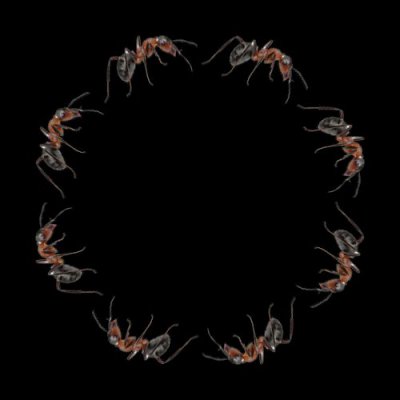 mravenec round preview