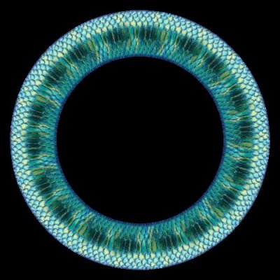 emerald snake round preview