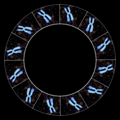 chromosome 2 round preview