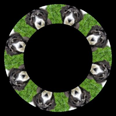 Benno the puppers round preview