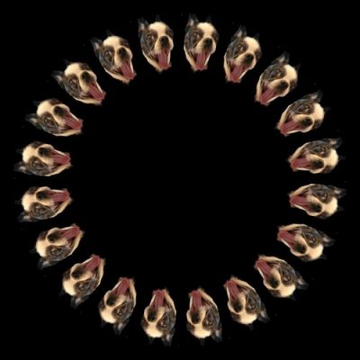 dog poppy round preview