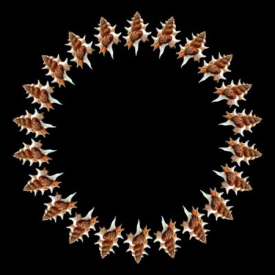 sea shell a round preview