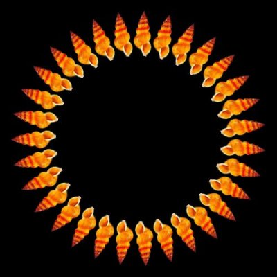 sea shell c round preview