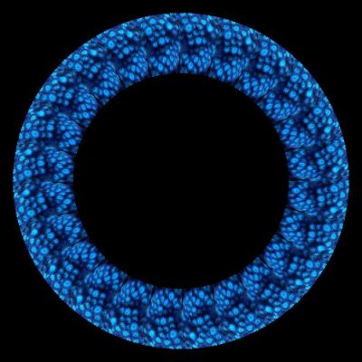 coral 2 round preview