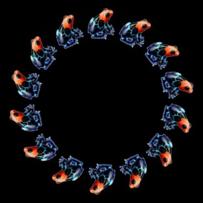 orange frog round preview