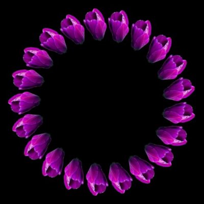 tulip purple $ round preview