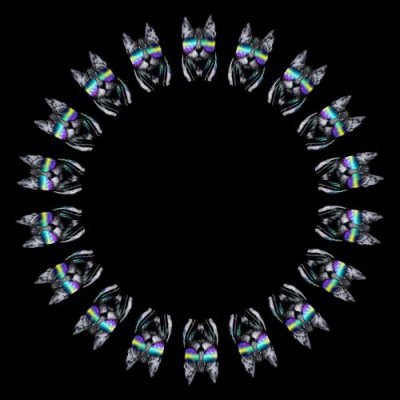 sunglasses cat round preview