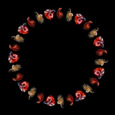 3 betta fish round preview