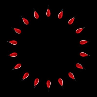 blood drop icon with cells on black 3d render concept for world blood donation day 3d illustration photo round preview